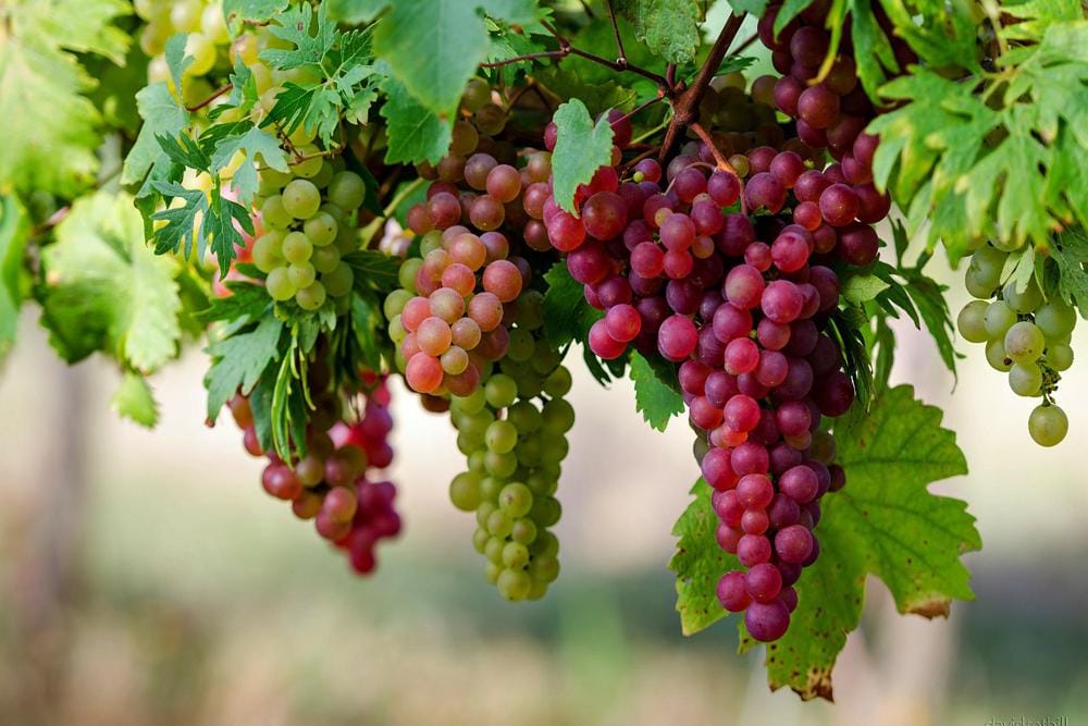 Yuk! Cari Tahu Manfaat Buah Anggur untuk Kesehatan Tubuh dan Kulitmu