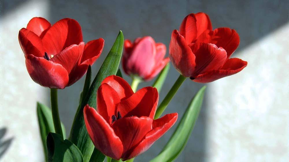 www.ognature.com