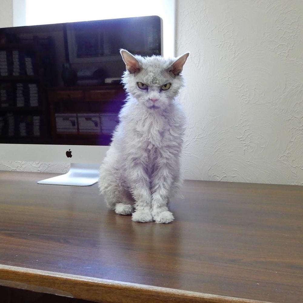 Instagram @pompous.albert