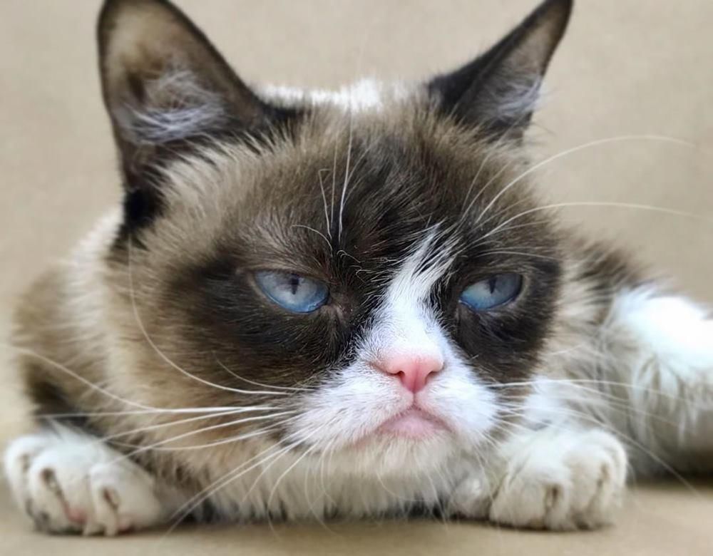 Instagram @realgrumpycat