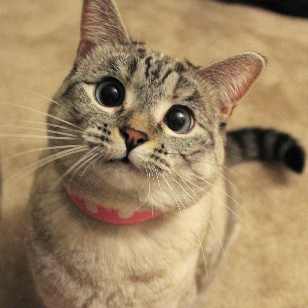 Instagram @nala_cat