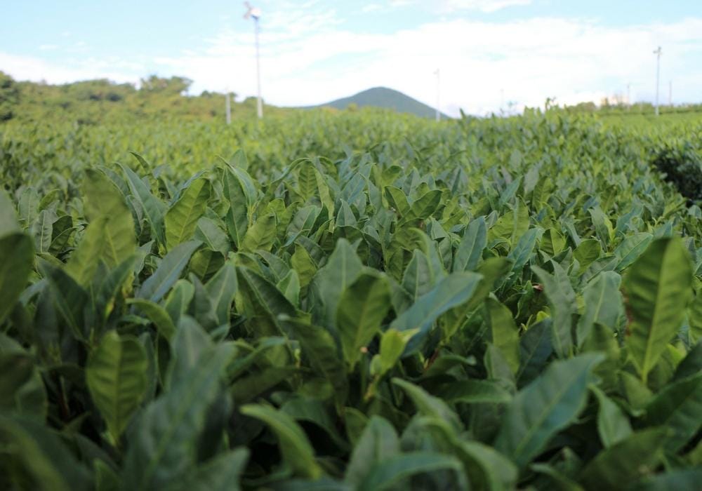 Dok. Popbela/Grace Kelly