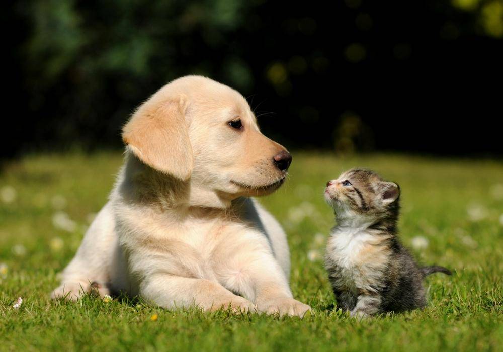 wecarepet.com