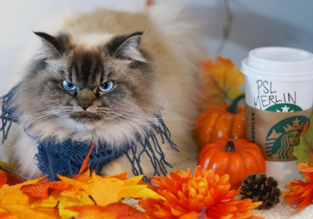 instagram.com/merlinragdoll