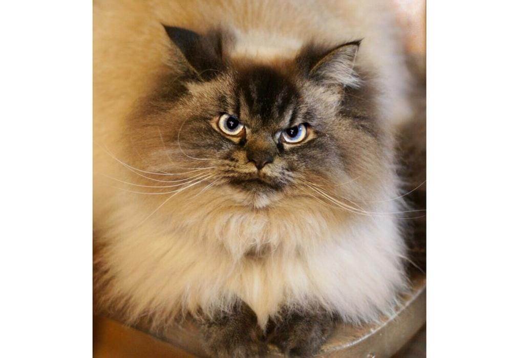 instagram.com/merlinragdoll