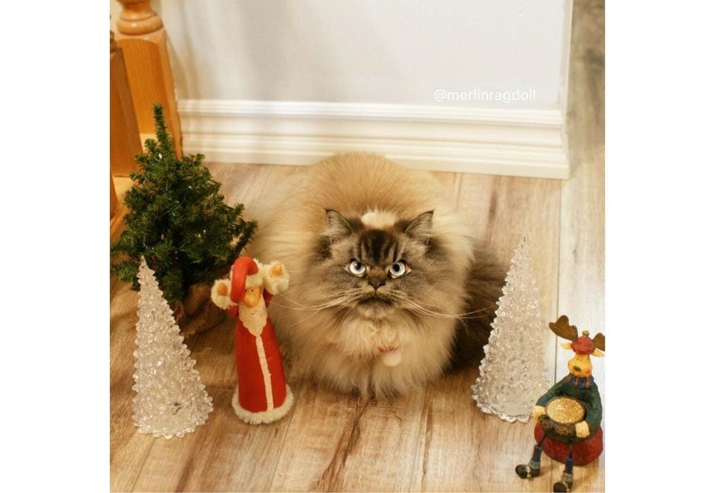 instagram.com/merlinragdoll