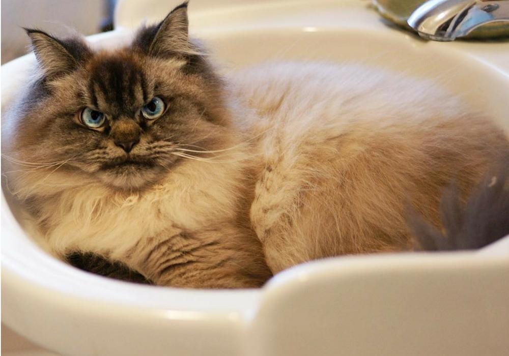 instagram.com/merlinragdoll