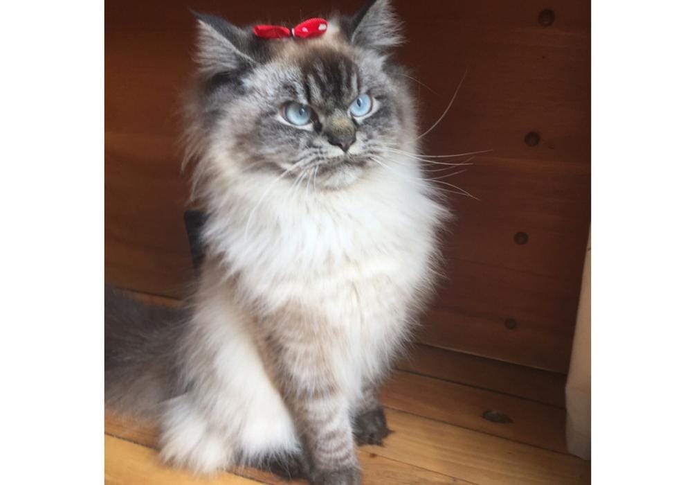 instagram.com/merlinragdoll