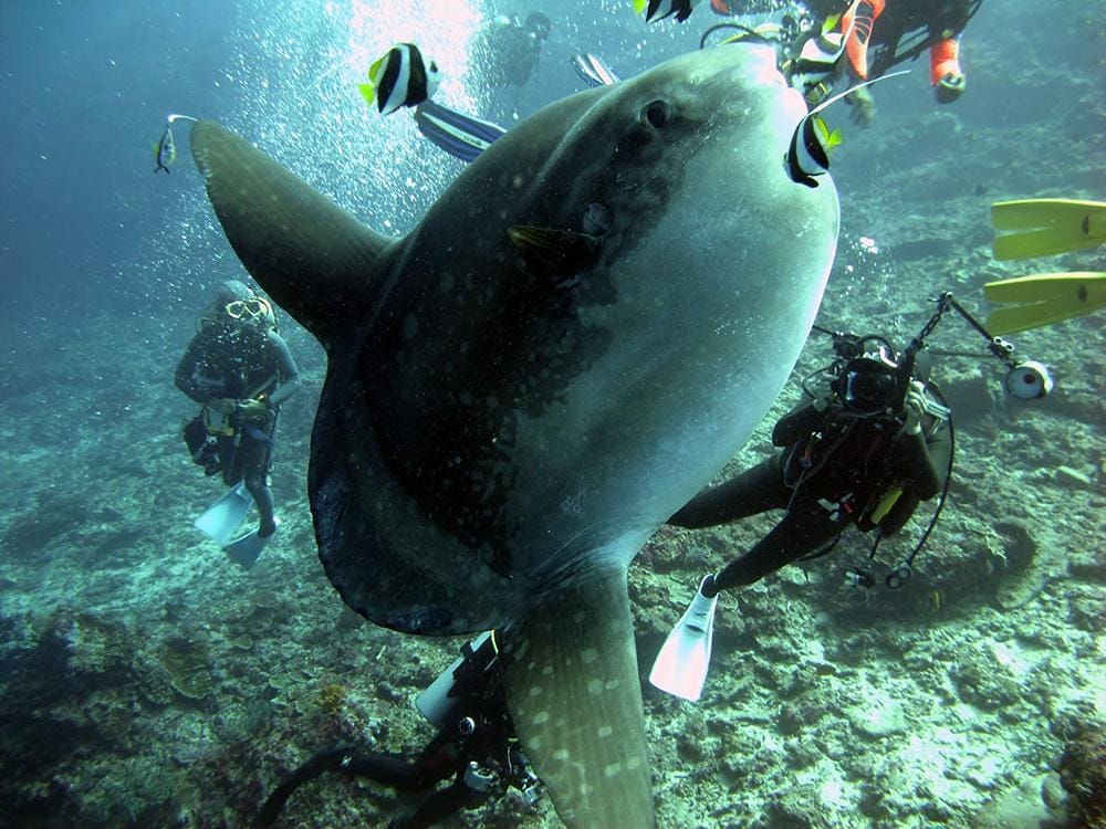 youtube.com/Ameir Ibrahim