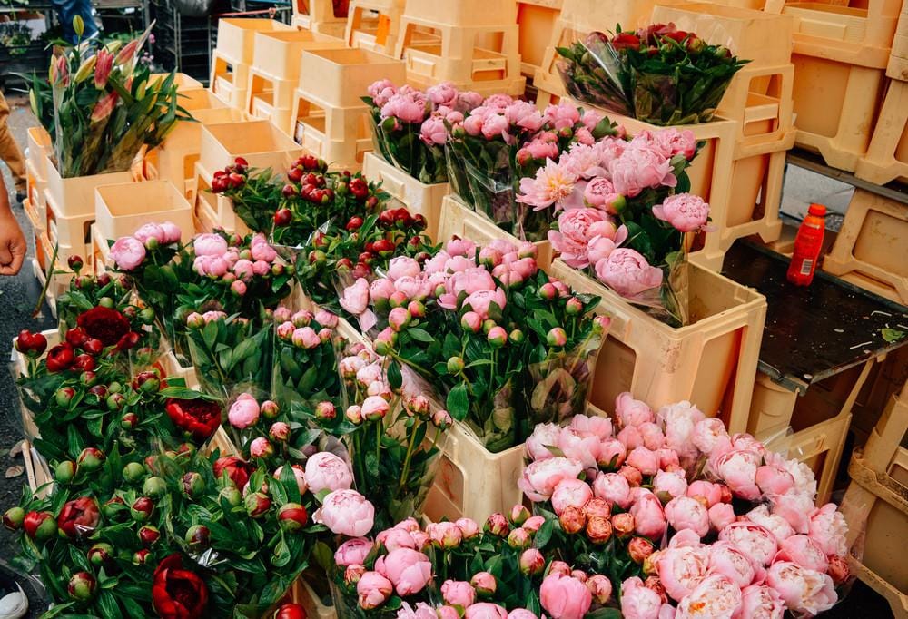 voyagecollective.com