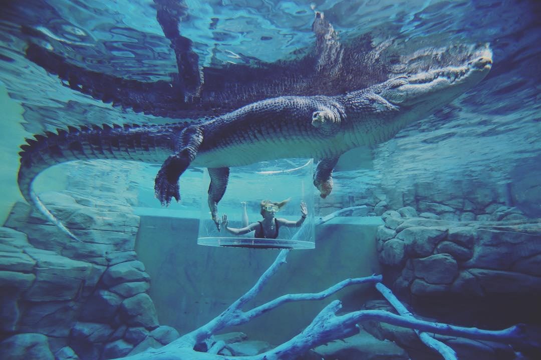 Instagram.com/Crocosauruscove