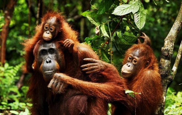 www.sumatraorangutantreks.co.id