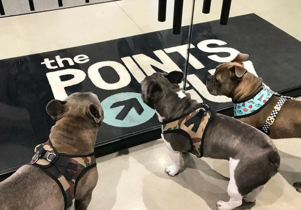 instagram.com/thepointspups