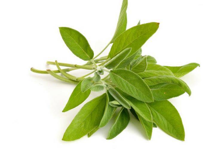 bio-botanica.com
