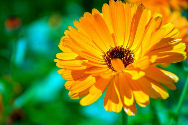 gardening.howto.com