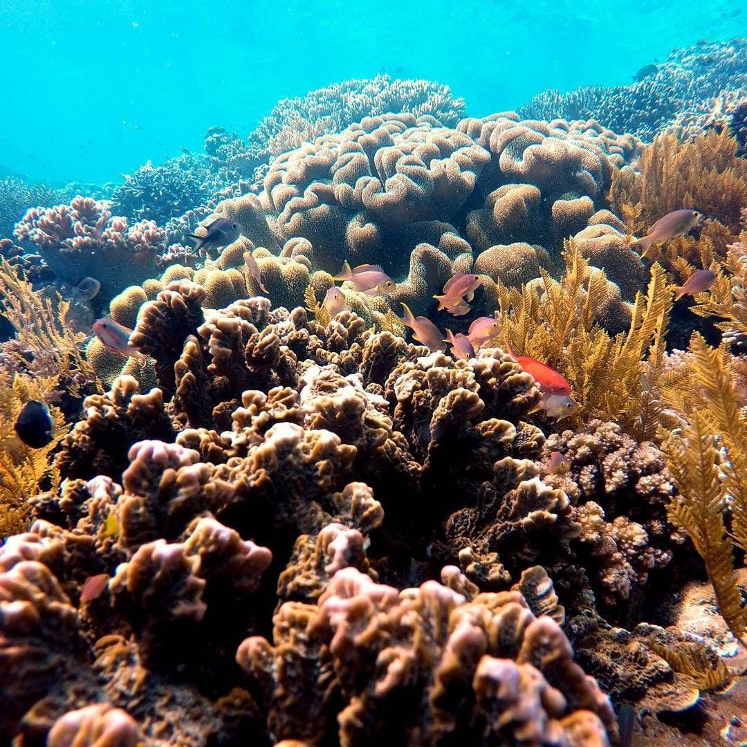 instagram.com/tanamaledo