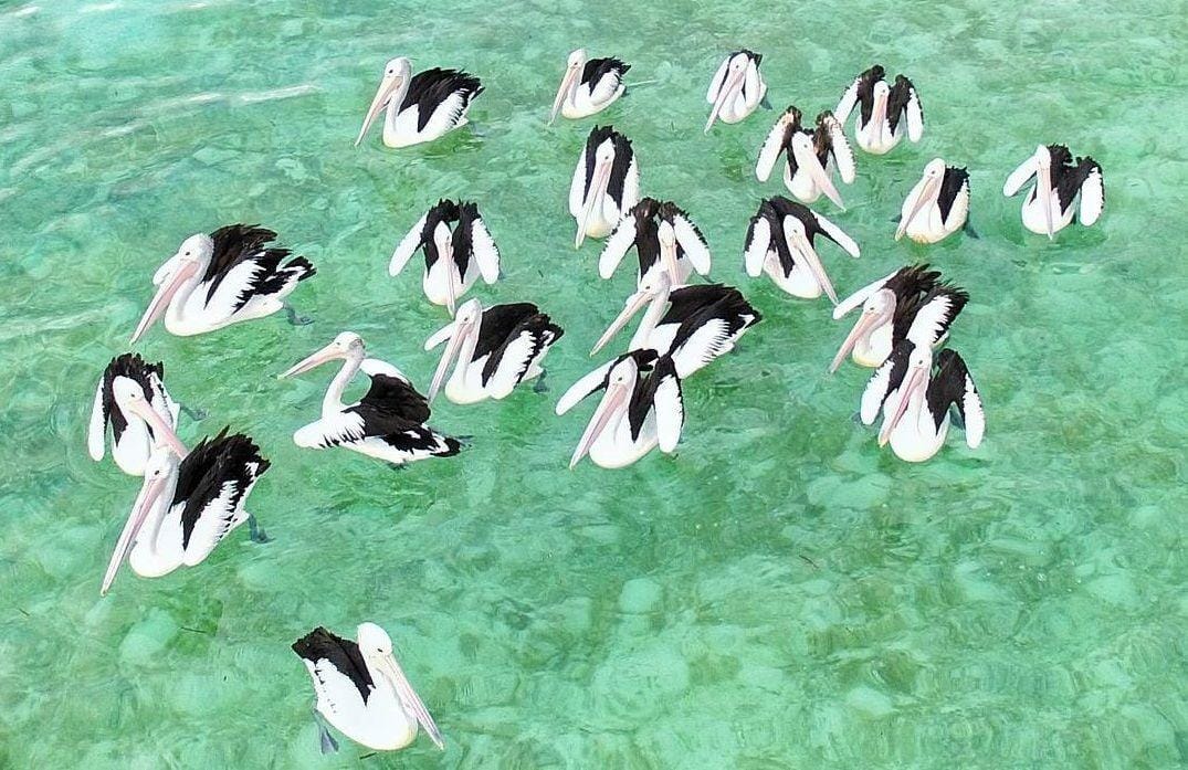 instagram.com/sayfbsy