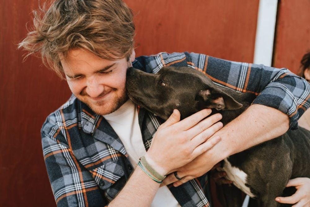 Walau Kelihatan Tangguh & Aktif, Pit Bull Bukan Anjing yang Ganas lho