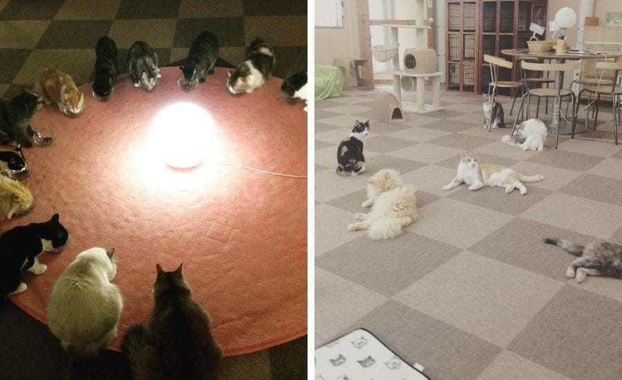 instagram.com/catcafenekorobi