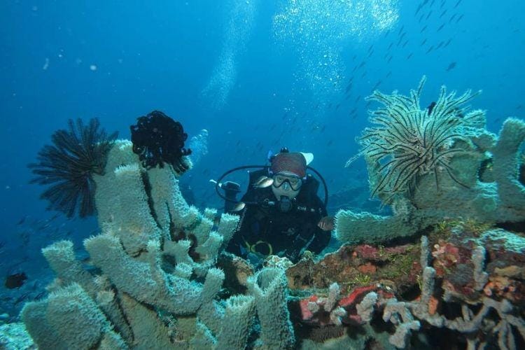 instagram.com/wakatobidivetrip