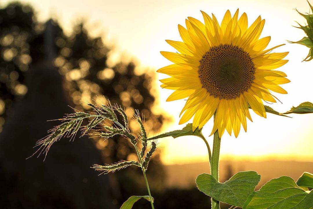 Pexels.com/Pixabay