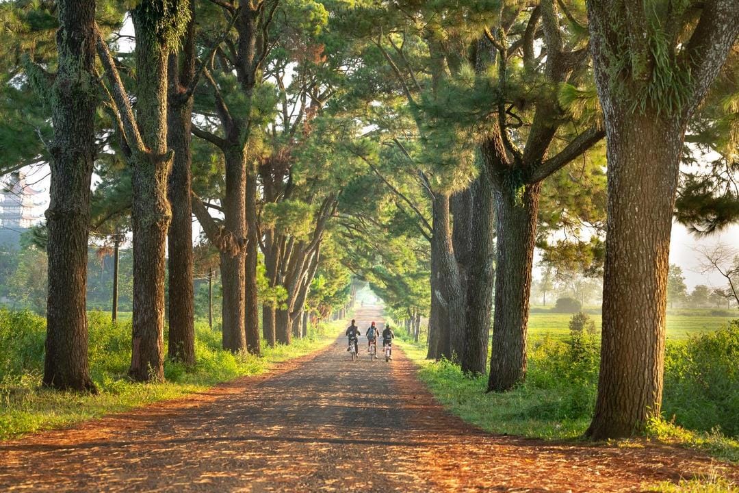 pexels.com/Quang Nguyen Vinh