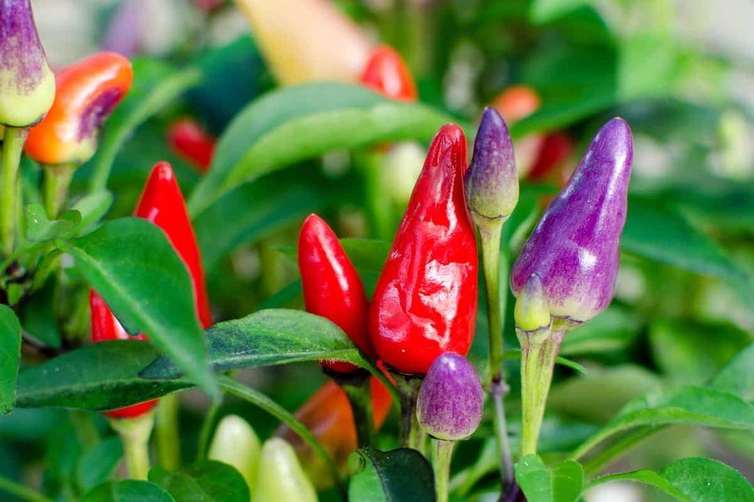 pepperscale.com