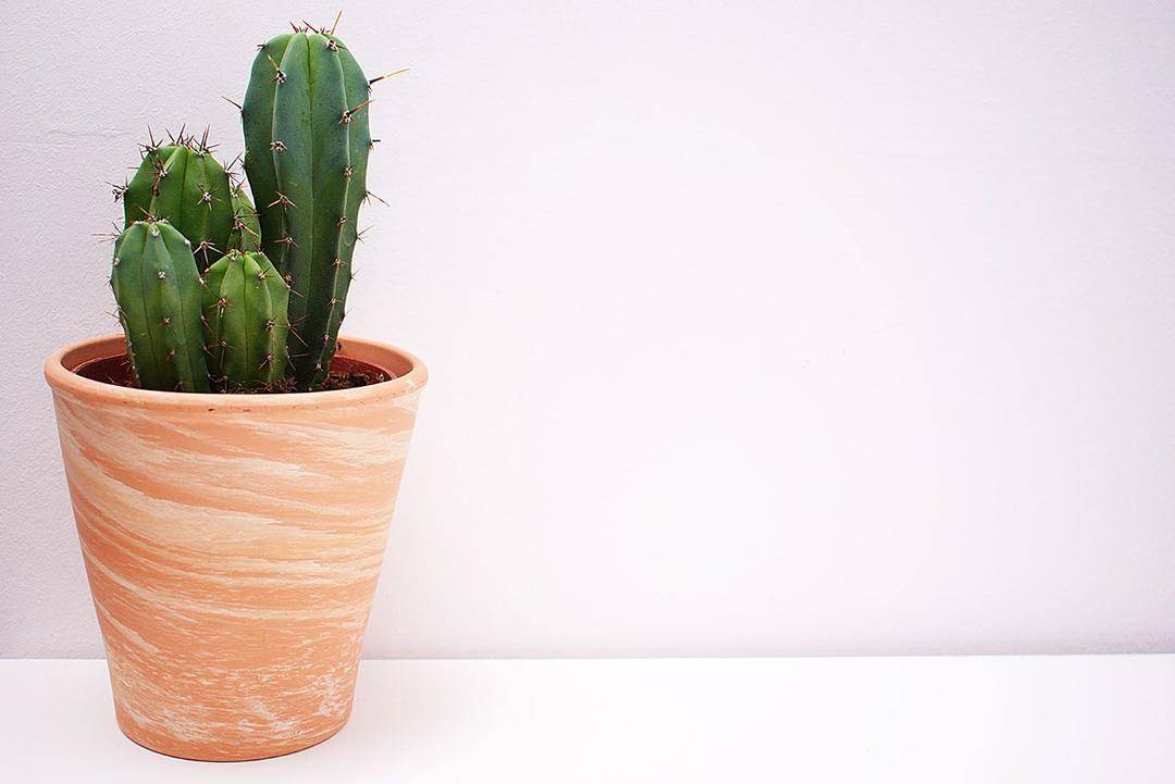Pexels.com/Dids