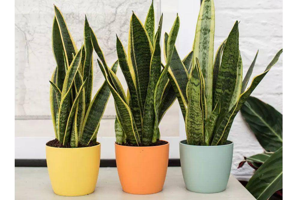 patchplants.com