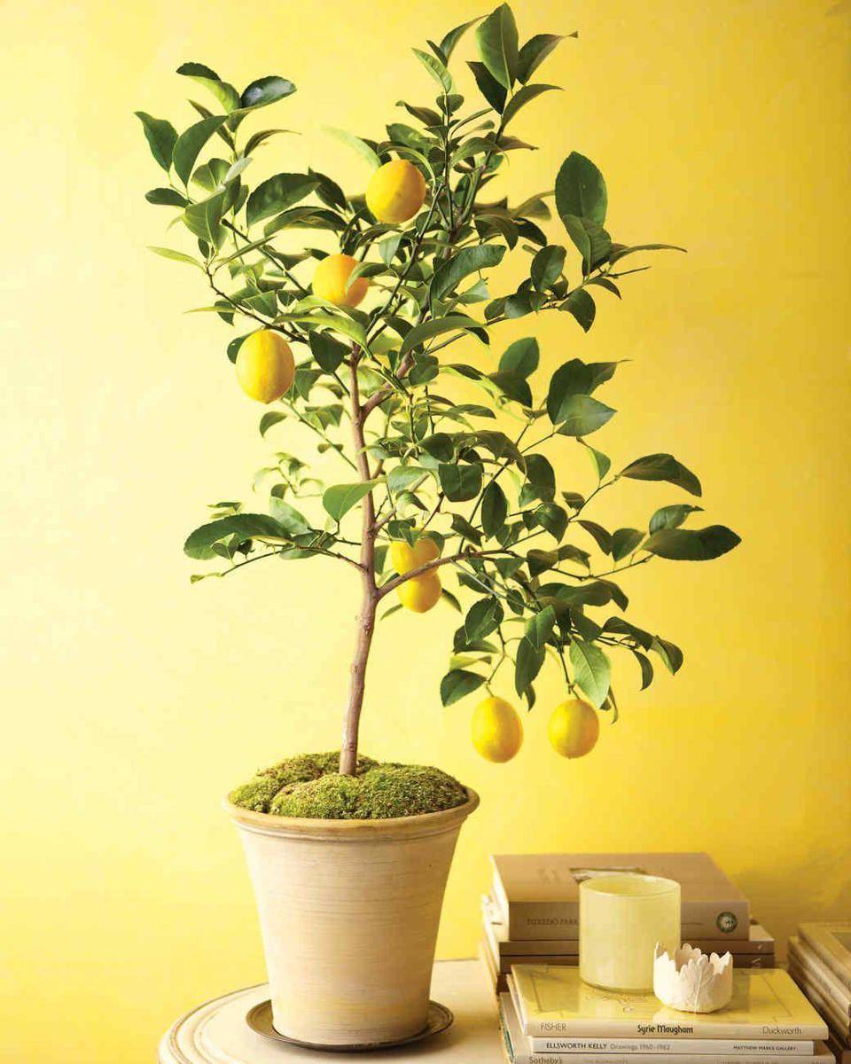 marthastewart.com