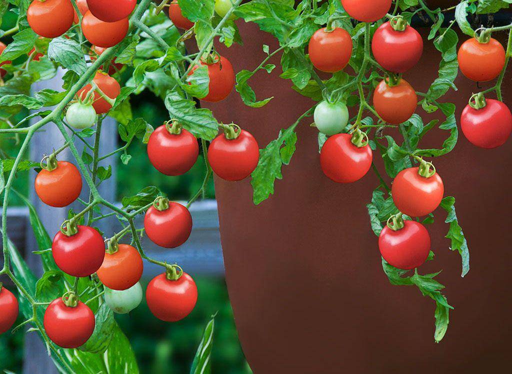 bonnieplants.com