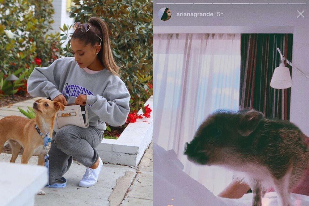 arianagrande.fandom.com/Instagram.com/Ariana Grande