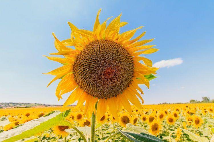 Pixabay.com/Adam Kontor