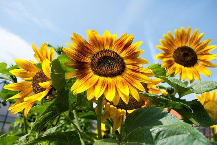 Pixabay.com/Cor Gaasbeek