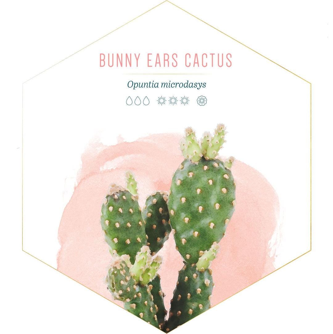 id.pinterest.com/FTDFlowers/