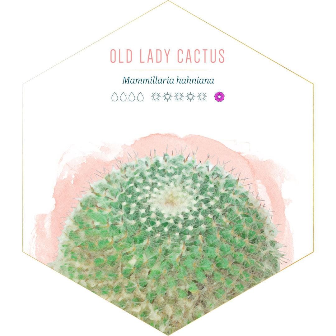 id.pinterest.com/FTDFlowers/