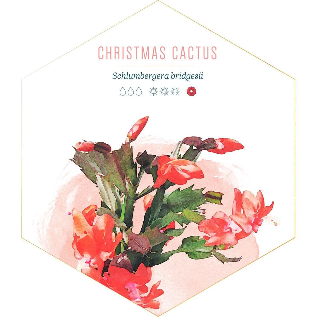 id.pinterest.com/FTDFlowers/