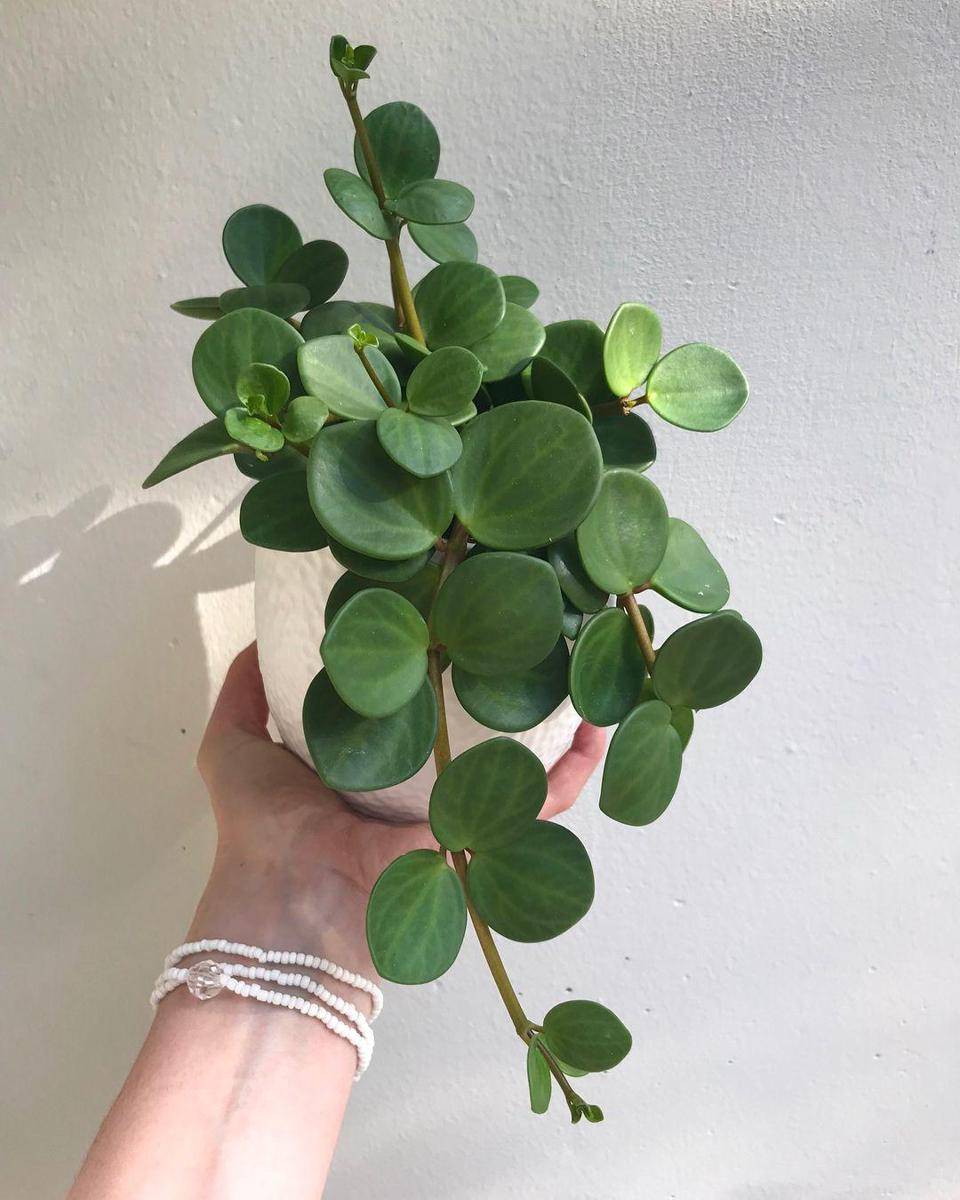 Pinterest.com/luckyv