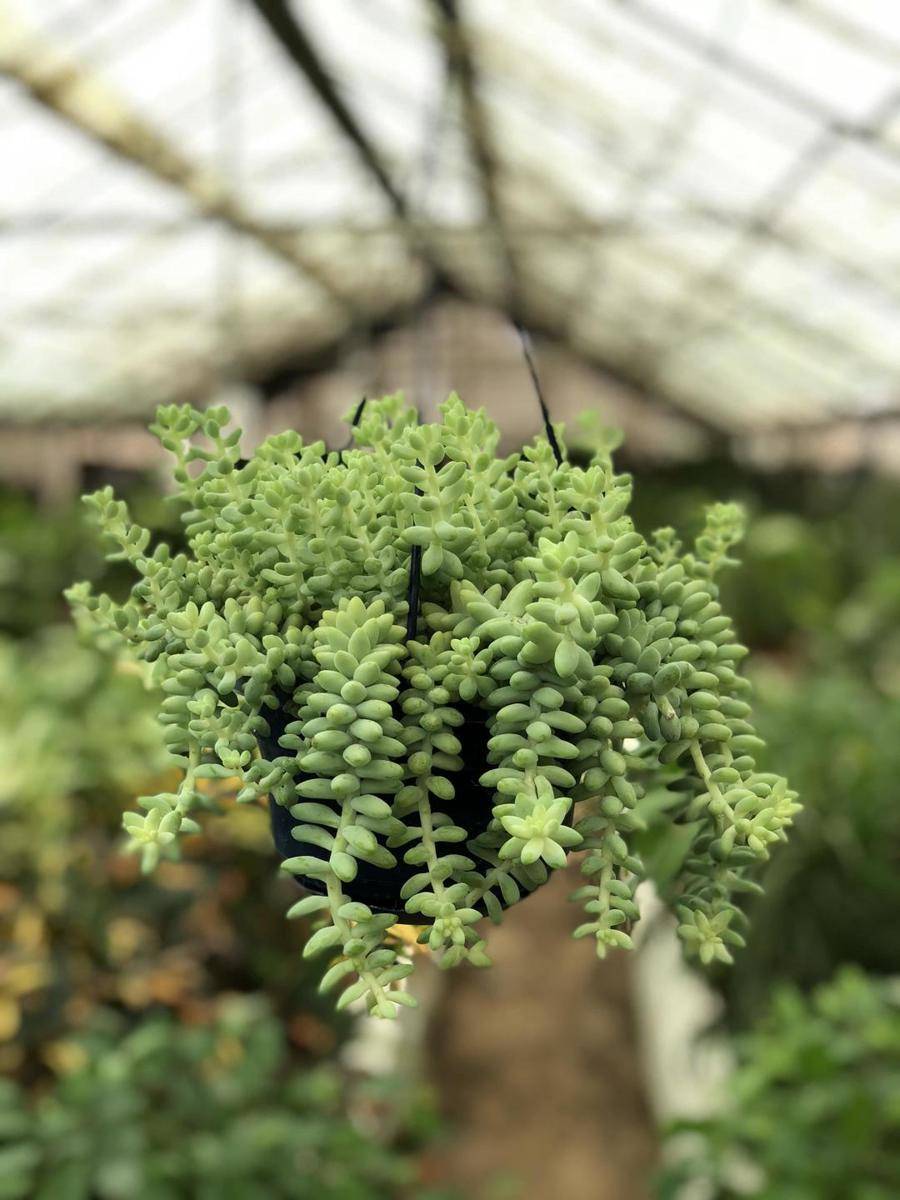 plantshop.ae