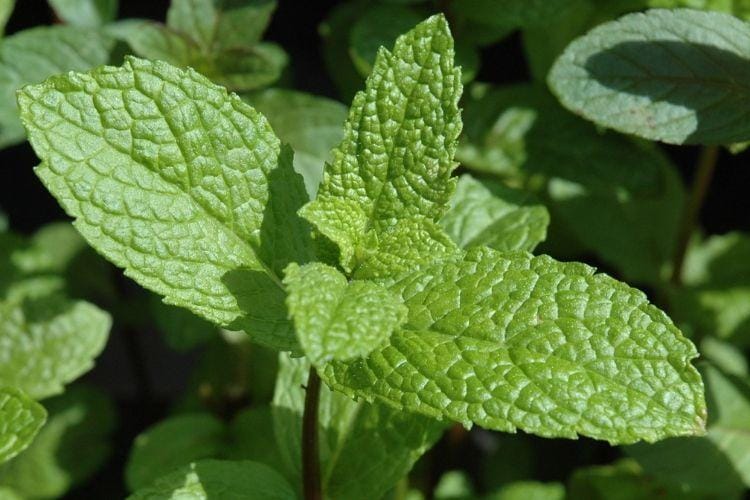 healthbenefittimes.com