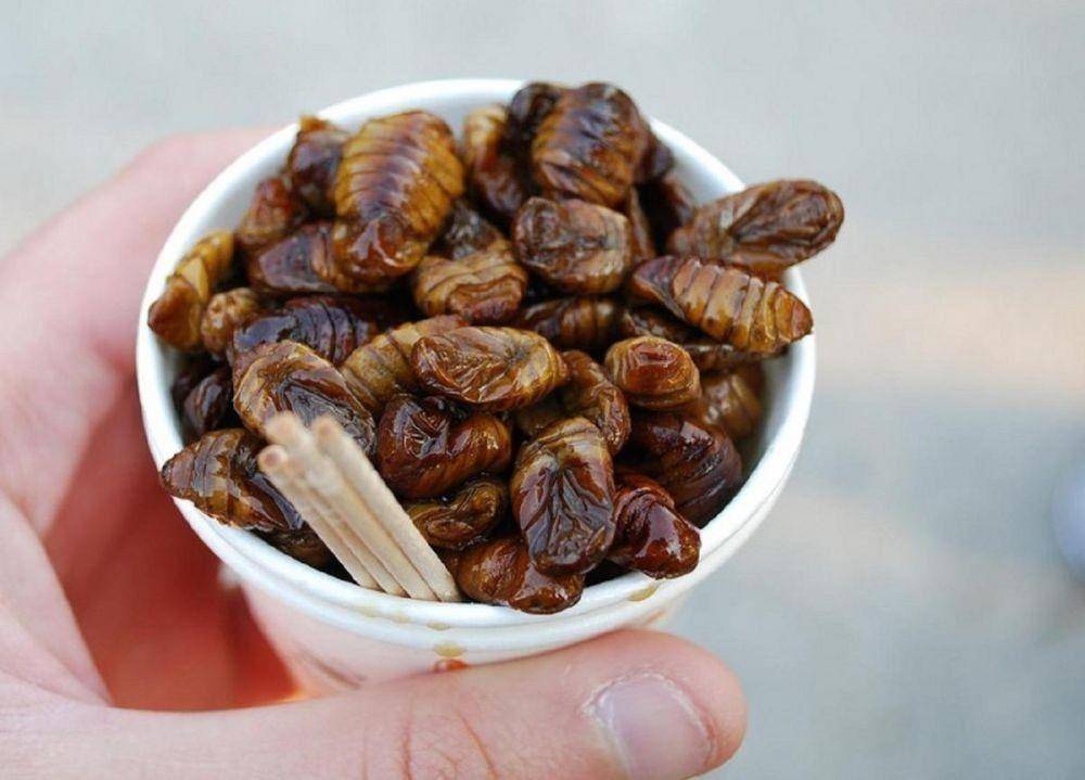worldfood.guide