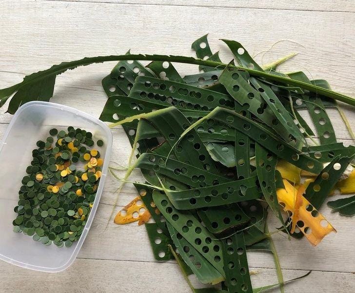 © progrocompost / Instagram