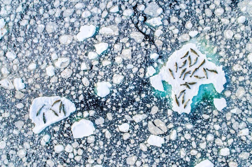 boredpanda / Florian Ledoux