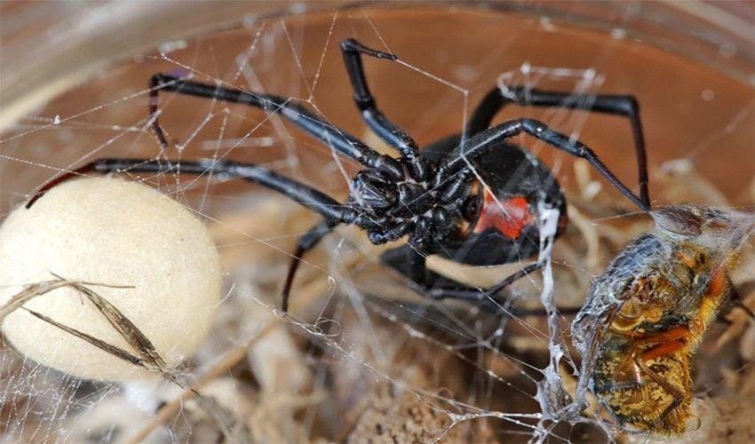 australiangeographic.com.au