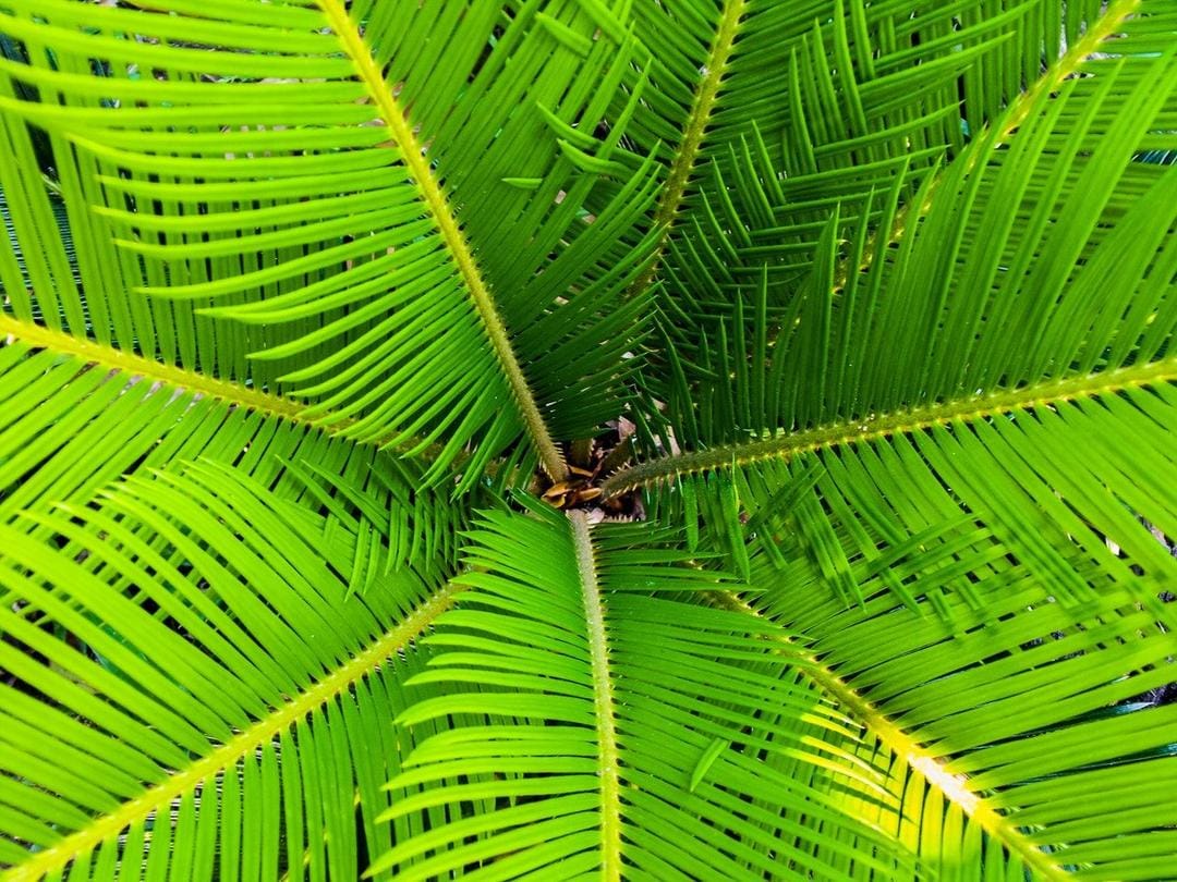Pexels.com/Pixabay