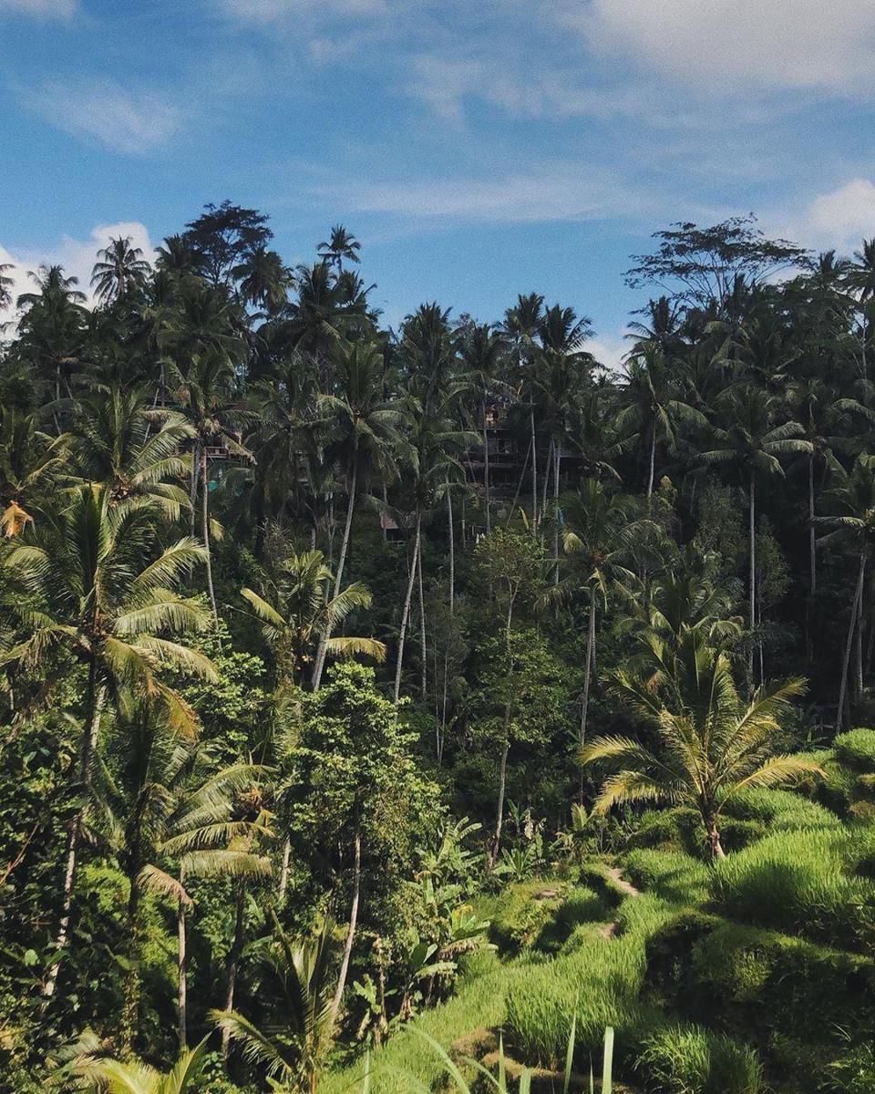 Instagram.com/maddisonbrown