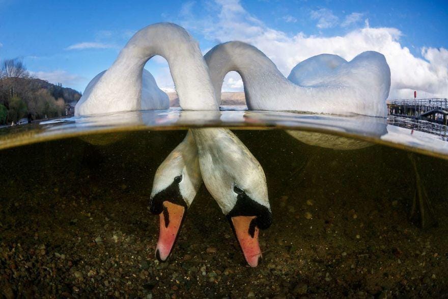 underwaterphotographeroftheyear.com