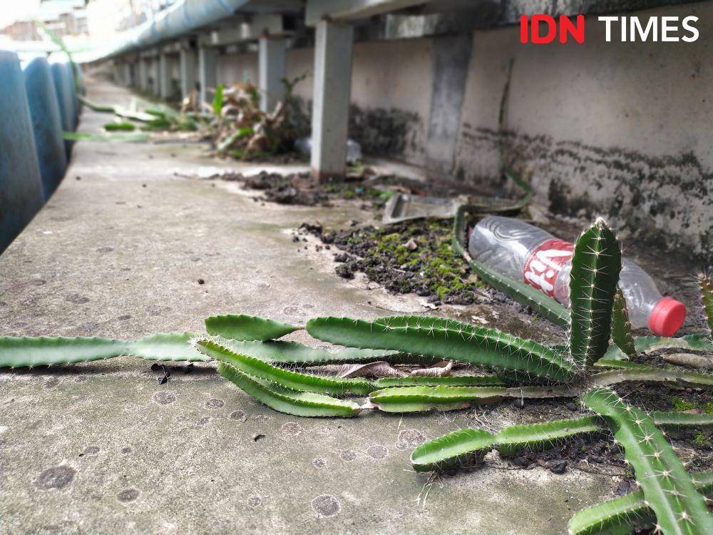 Selain sampah ada juga tanaman kaktus (IDN Times/Yuda Almerio)