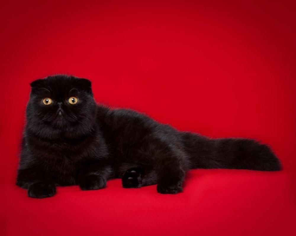 chatterieshamal.e-monsite.com