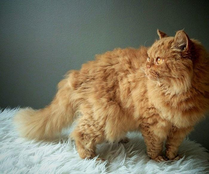 bobandsuewilliams.com